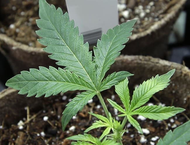 Eighth Circuit Says Man's Marijuana Use Made Him Too Dangerous to Own a Gun