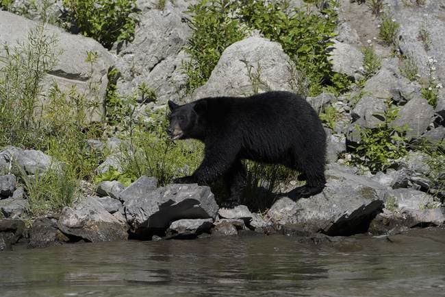 Japan's Bear Problem Continues as Many Nervous About Shooting Guns in Cities